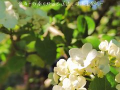 -上海滨江森林公园