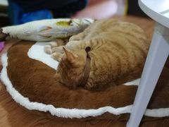 -李小姐の猫咖啡馆(五角场店)
