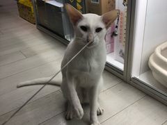 -喵的天空名猫咖啡馆·撸猫·猫舍·用品