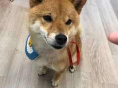 -柴迷FANS CLUB·柴犬狗咖·猫咖