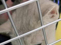 -宠福鑫康馨动物医院·骨科·眼科