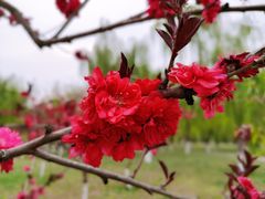 -洨河生态公园