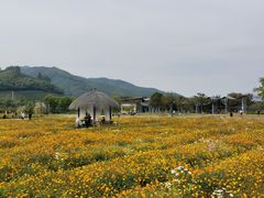 -径山花海