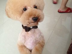 -唐小姐の猫狗洗护·购宠旗舰店(周浦万达店)