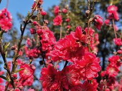 -桃花涧