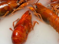 -红盔甲·小龙虾(人民广场店)