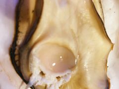 -千岛蚝高压锅生蚝·人参火锅(白云万达店)