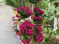 -菊花台公园