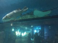 -苏州海洋馆