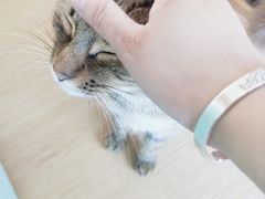 -猫在这儿猫咪咖啡馆·撸猫馆