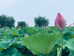-白洋淀景区
