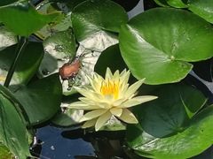-滨湖塘西河公园