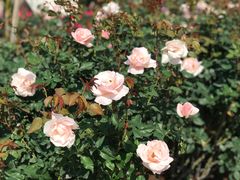 -人民公园(罗湖区)