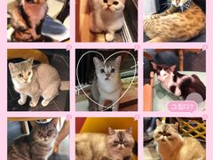 -猫色咖啡·猫咖