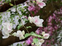 -深圳国际园林花卉博览园