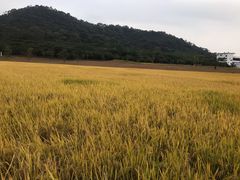 -艾米稻香小镇