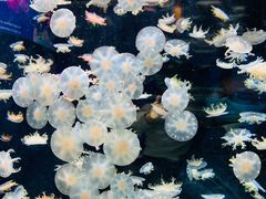 -太平洋海底世界