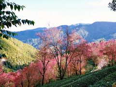 -无量山自然风景保护区