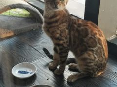 -吉丁鸟咖·异宠·寄养