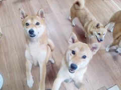 -柴犬高等学院·狗咖·柴犬售卖·宠物训练