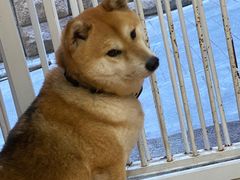 -是阿柴呀！柴犬咖啡·爱喵喵猫咖