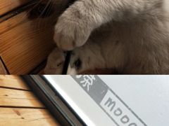 -猫的茶·猫咖
