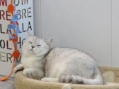 -爱洗澡的猫(望京店)