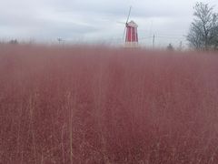 -羊亭河湿地公园