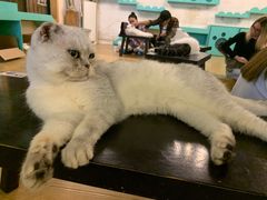-萌喵咖啡屋(人民东路4号口M16商铺店)