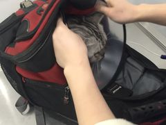 -伟伟宠物医院·CT影像中心·瑞派犬猫综合性门诊(汉口总院)