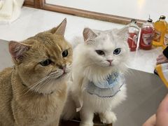 -共舞时光猫咖·狗咖(新街口店)