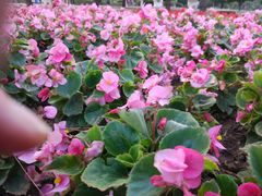 -石家庄市植物园