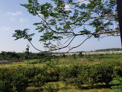 -侯臣咖啡文化村