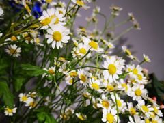 -何兮花店·气球派对鲜花店(马桥银春路万科城店)