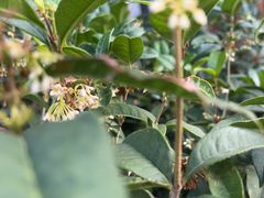 -小茶闲舍·观景商务茶馆(广州塔店)