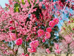 -梅花山(明孝陵内)