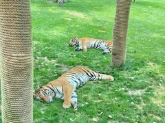 -北京野生动物园