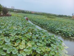 -荷塘月色湿地公园·向阳花洲