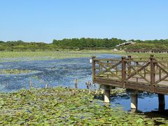 -上海海湾国家森林公园