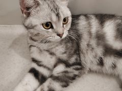 -共舞时光猫咖·狗咖(新街口店)