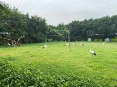 -广州长隆飞鸟乐园