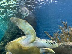 -上海海洋水族馆