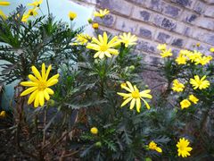 -三圣花乡旅游区