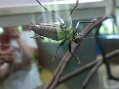 -上海昆虫博物馆