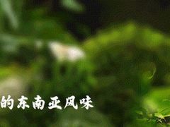 -荷花泰菜(东方新天地店)