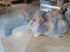 -豆逗聊愈猫阁Easy Life