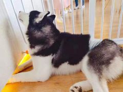 -Husky Go! 哈士奇体验馆·宠物咖啡厅狗咖