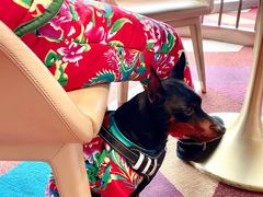 -奔驰上海利星(七宝店)