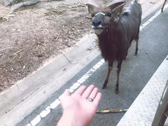 -清迈夜间动物园