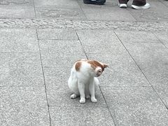 -龙华素斋(龙华路店)